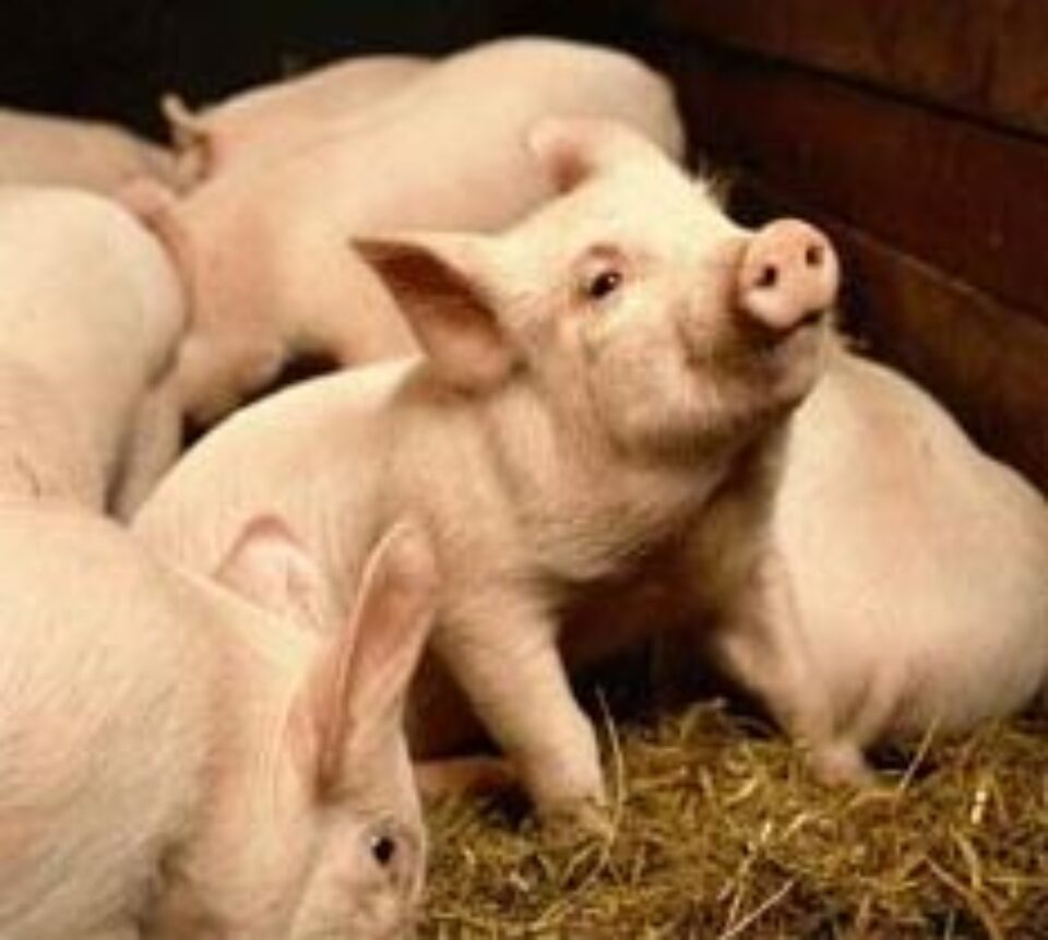 Din presa de altadata