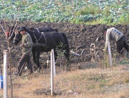 Primii bani de la UE destinați agriculturii vin la sfârșitul anului sau în 2008