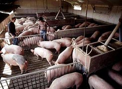 Corpul de Control al Agriculturii verifică dacă porcii au fost vaccinați împotriva pestei