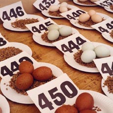 Ouă de găină anticancerigene, dezvoltate de cercetătorii britanici