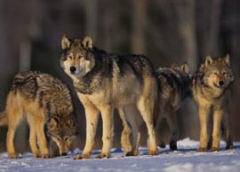 Haitele de lupi au băgat spaima în sătenii din Poiana Stampei