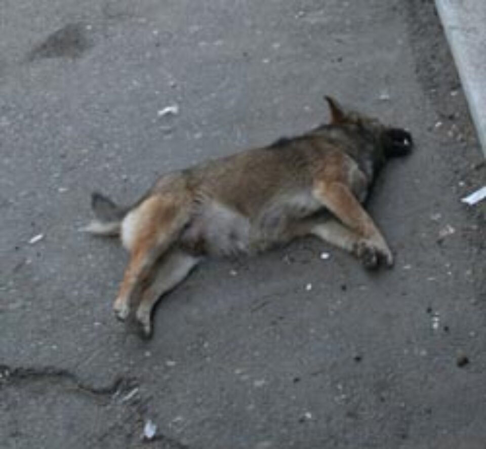 Câini otrăviți în centrul Sucevei