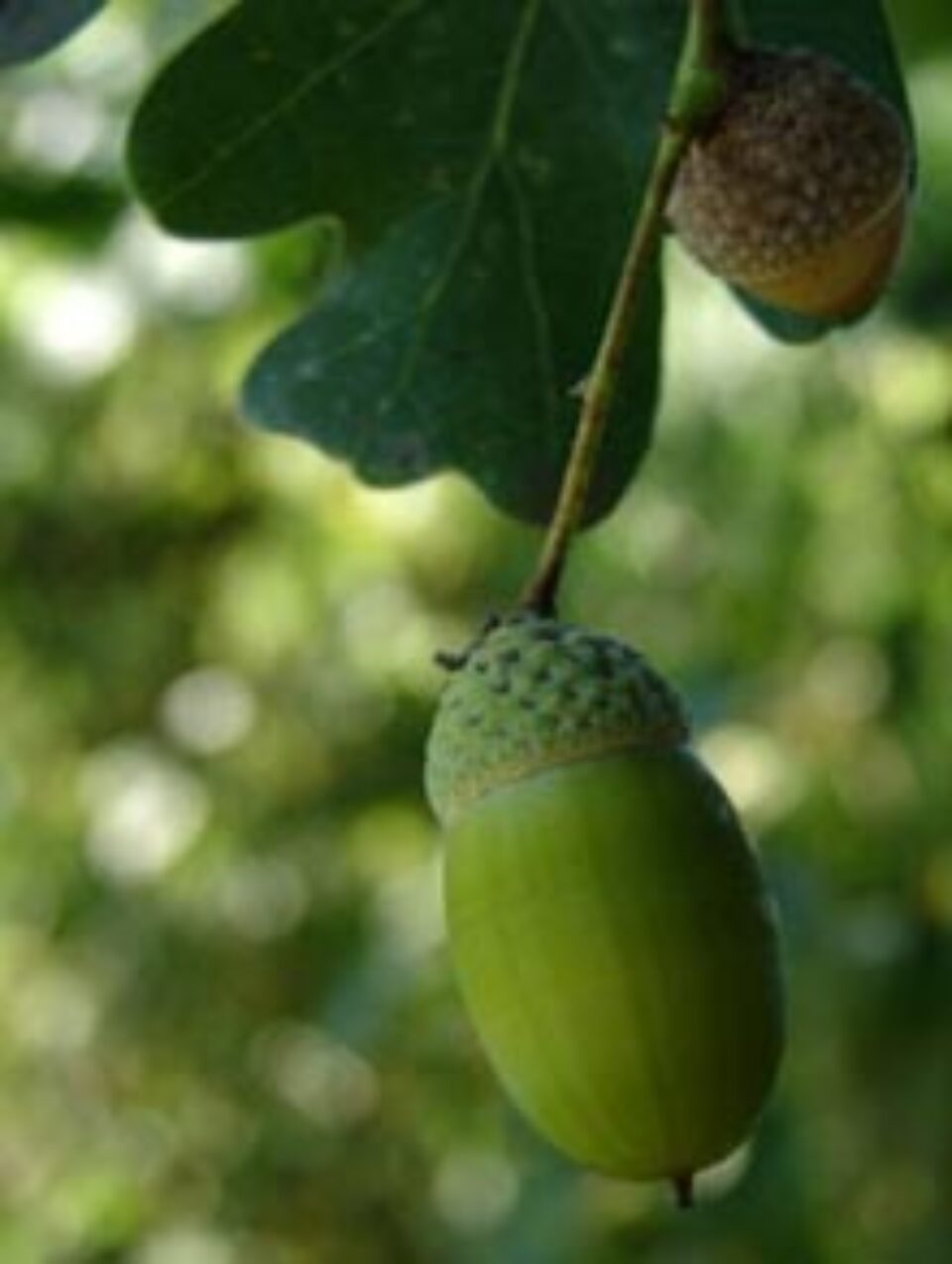 Scoarța de ștejar, remediu contra neplăcerilor digestive