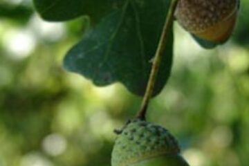 Scoarța de ștejar, remediu contra neplăcerilor digestive