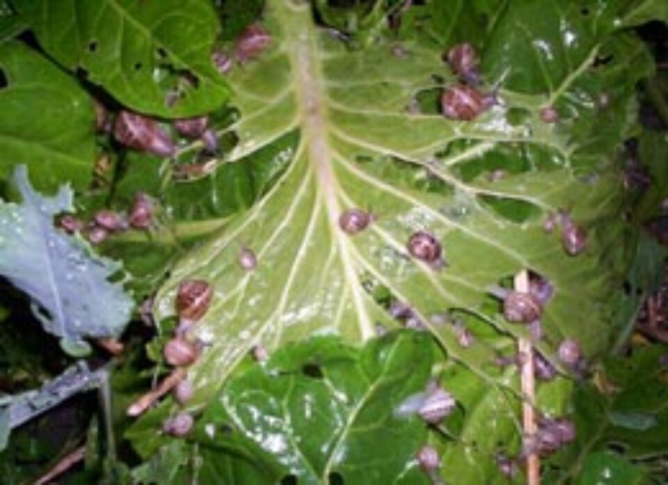 Fermele de găini și porci, înlocuite cu cele de melci și struți