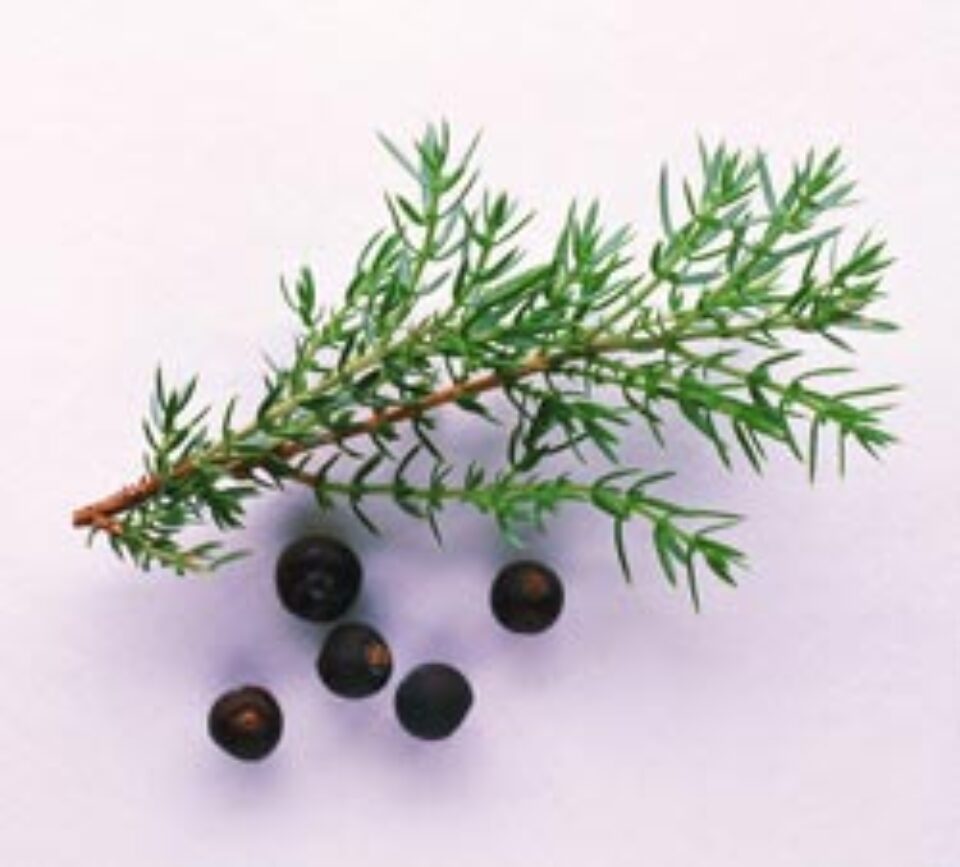 Remediile iernii - Ienupărul