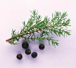 Remediile iernii - Ienupărul