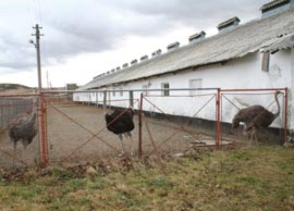Fermele de găini și porci, înlocuite cu cele de melci și struți