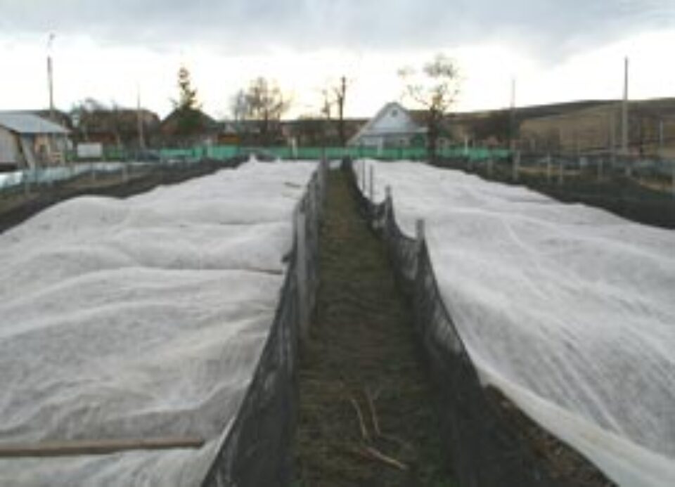 Fermele de găini și porci, înlocuite cu cele de melci și struți Fermele de găini și porci, înlocuite cu cele de melci și struți