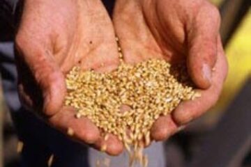 Grâu la preț dublu