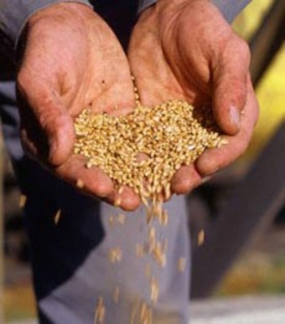 Grâu la preț dublu Grâu la preț dublu