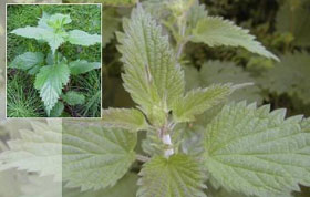 Din presa de altadata