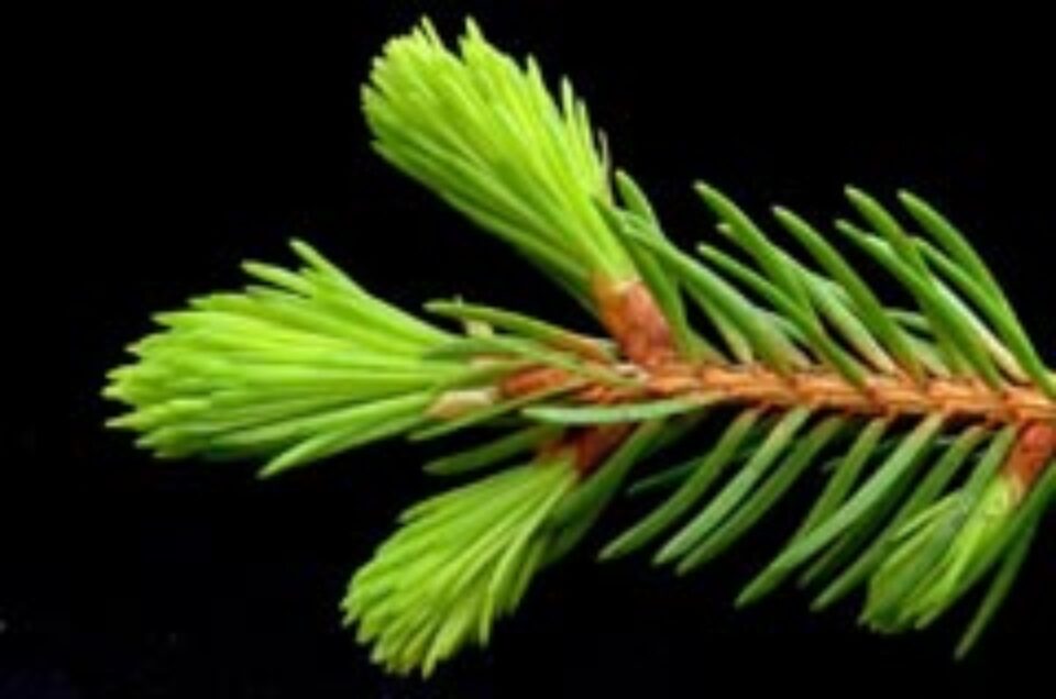 Scăpați de tuse cu muguri de brad