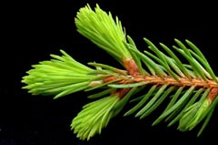 Scăpați de tuse cu muguri de brad