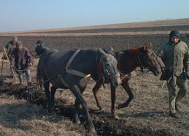 Fondurile UE pentru dezvoltare rurală vor ajunge la fermieri în septembrie