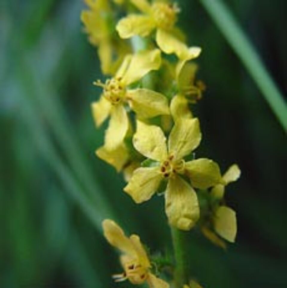 Turița mare ajută vindecarea ficatului