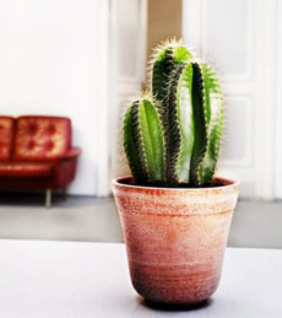 Plantele de apartament și încăperea potrivită pentru fiecare