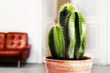 Plantele de apartament și încăperea potrivită pentru fiecare