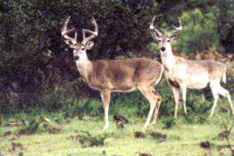 Din presa de altadata