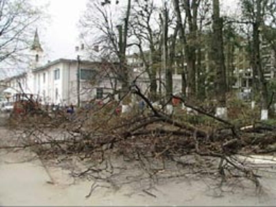 Copacii înalţi vor fi tăiaţi de alpinişti