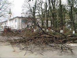 Copacii înalţi vor fi tăiaţi de alpinişti