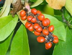 Cura cu tinctură de ienupăr, o terapie extrem de eficientă în tratamentul cistitei