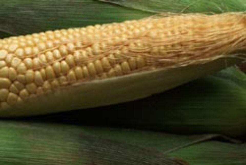 Porumbul, plantă medicinală