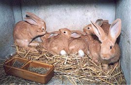 Din presa de altadata