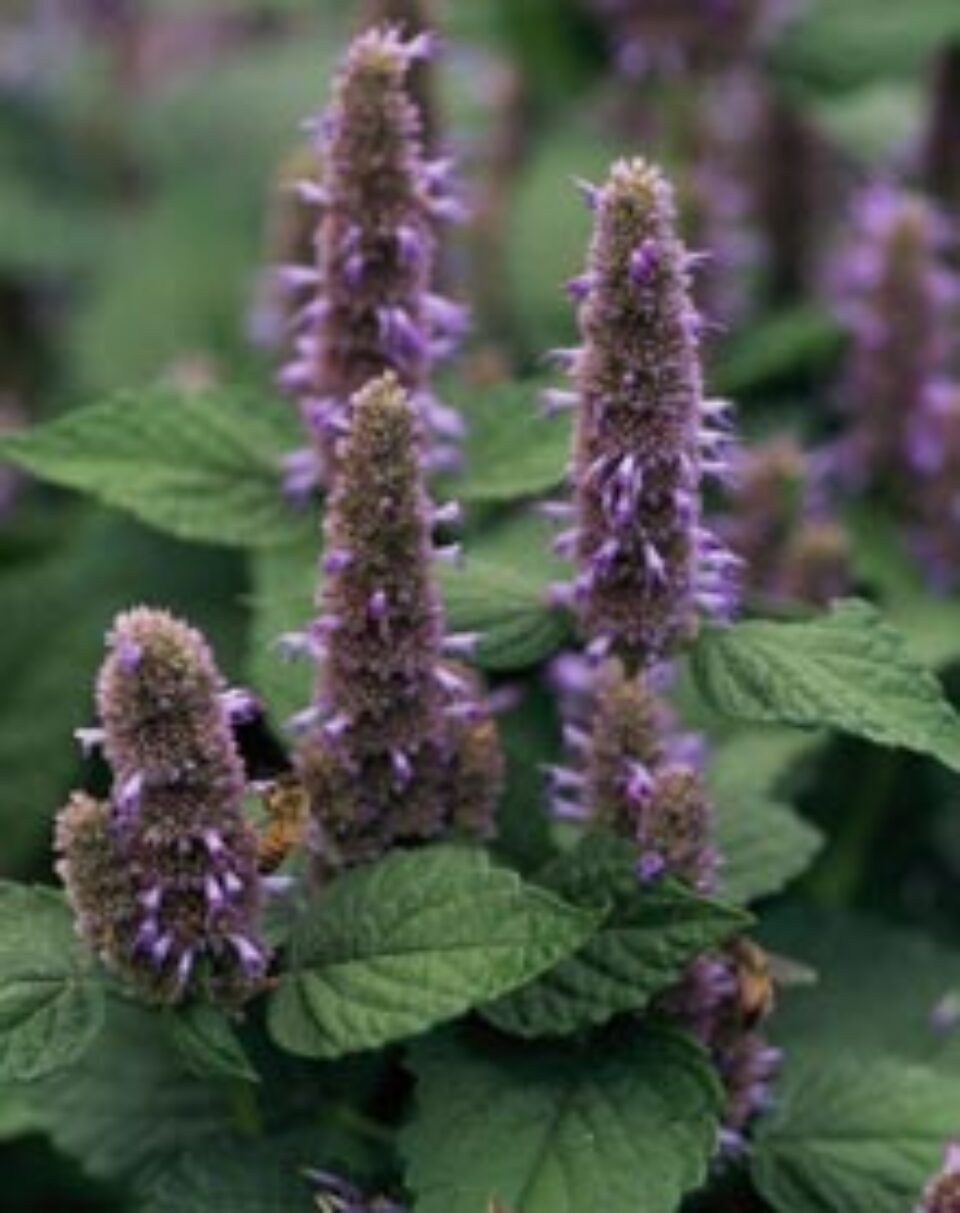 Plante pentru tratarea bolilor respiratorii Plante pentru tratarea bolilor respiratorii