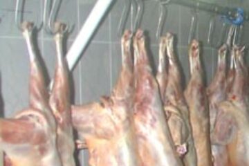 Vom mânca miei Paște proveniți în special din import, susțin crescătorii de ovine