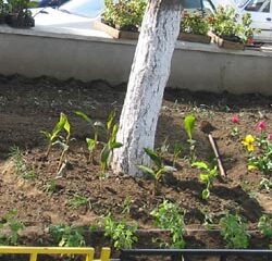 500.000 de flori pentru înfrumusețarea Sucevei