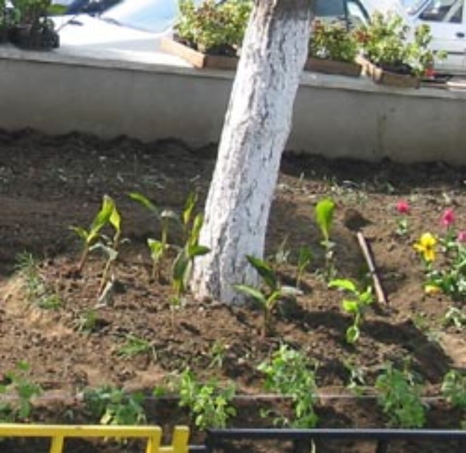 500.000 de flori pentru înfrumusețarea Sucevei