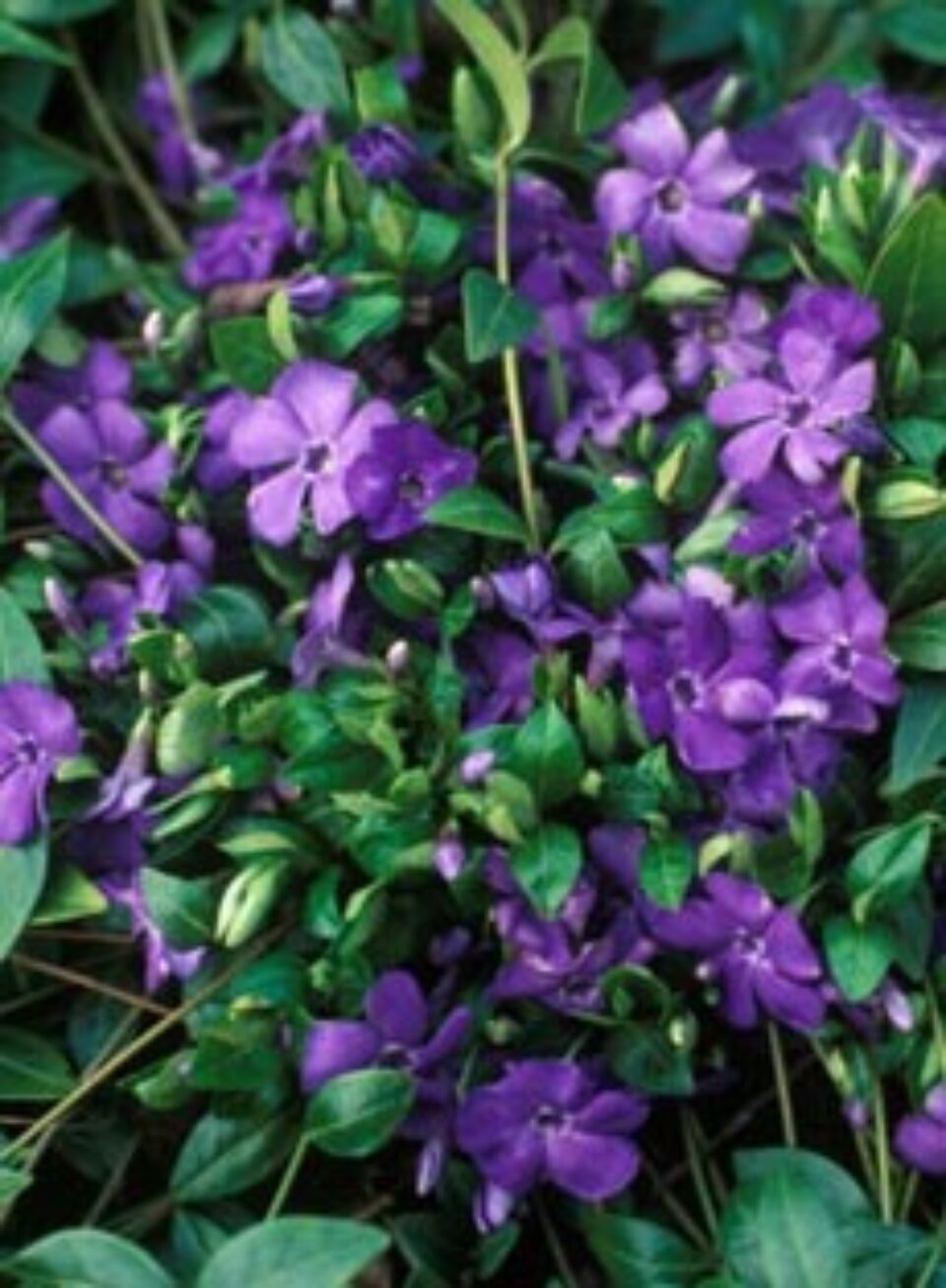 Plante care stimulează activitatea cerebrală