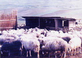 Două persoane și 100 de oi, amenințate de pericolul turbării