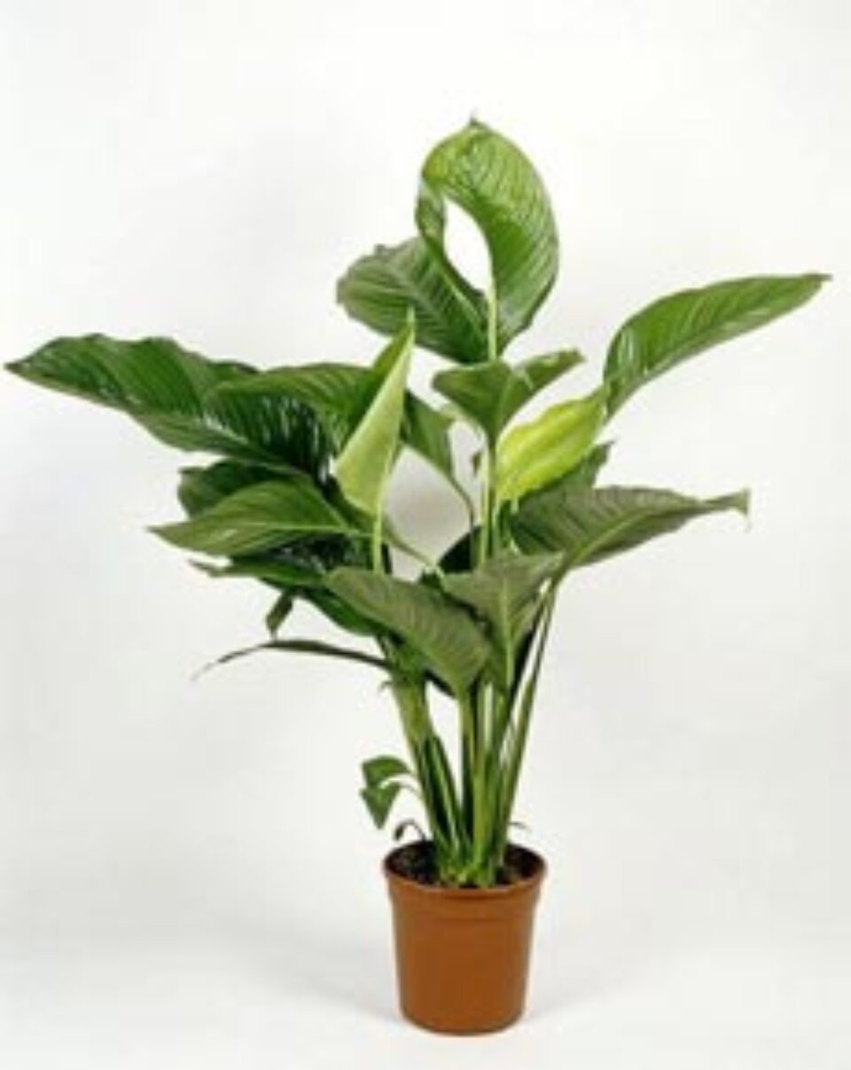 Spathiphyllum, o plantă ușor de cultivat Spathiphyllum, o plantă ușor de cultivat