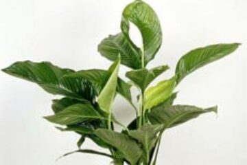 Spathiphyllum, o plantă ușor de cultivat