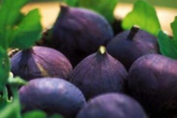 Tratamentul naturist al gutei