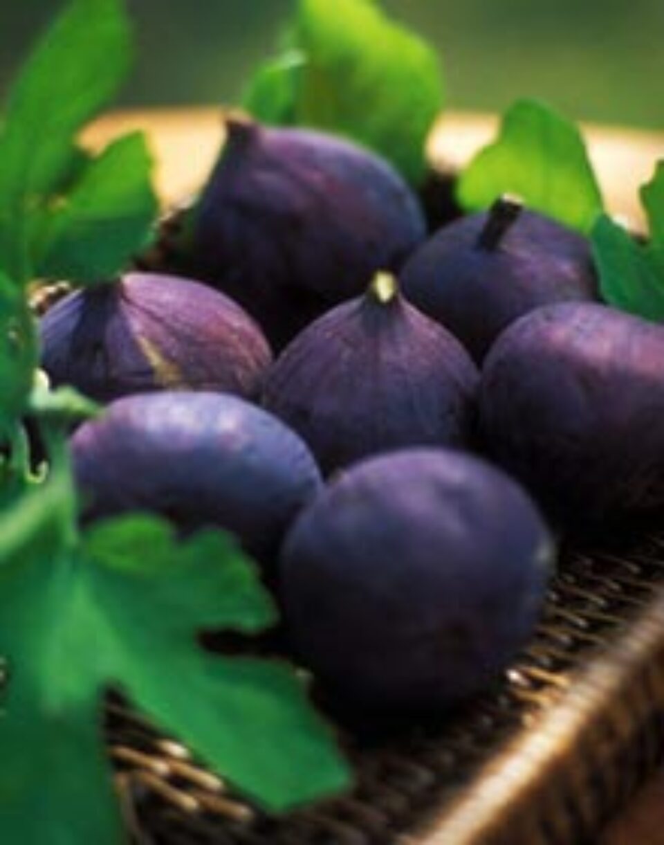 Tratamentul naturist al gutei Tratamentul naturist al gutei