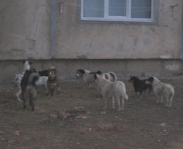 Câini vagabonzi împușcați de vânători