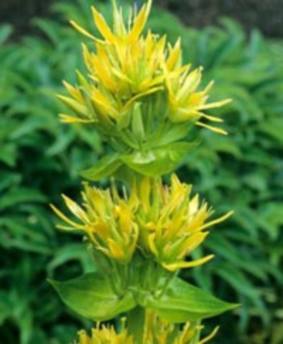 Ghințura mărește pofta de mâncare și ajută digestia Ghințura mărește pofta de mâncare și ajută digestia