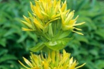 Ghințura mărește pofta de mâncare și ajută digestia