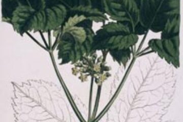 Tratament dietetic contra alcoolismului