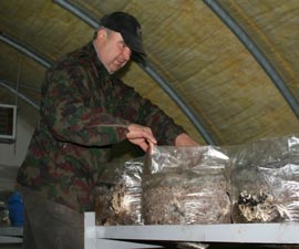 Serele in care cresc ciuperci trebuiesc verificate din ora in ora