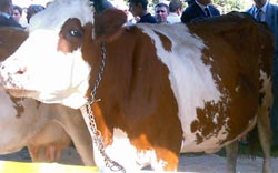 Ministerul Agriculturii a acordat cotele de lapte pentru livrări către fabrici de procesare