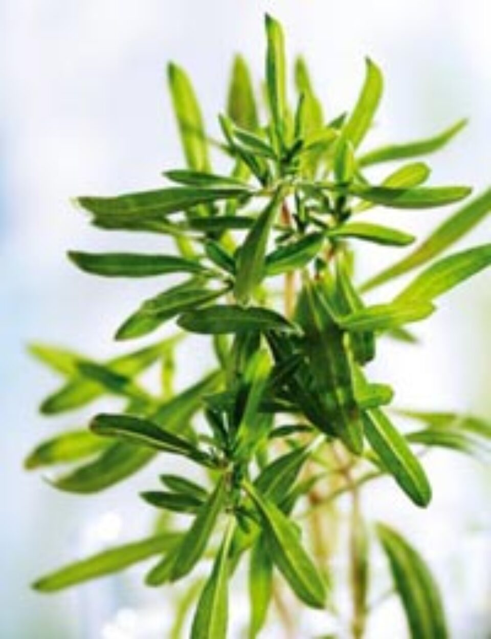 Cimbrul, cimbrișorul și minunile lor Cimbrul, cimbrișorul și minunile lor