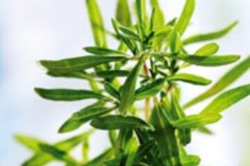 Cimbrul, cimbrișorul și minunile lor