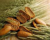 Culturi de cereale modificate cu gene umane, în Statele Unite