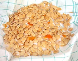 Semințe de dovleac împotriva viermilor intestinali