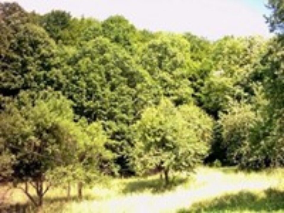 Peste 6,5 milioane de puieți de arbori, pentru regenerarea pădurilor Sucevei