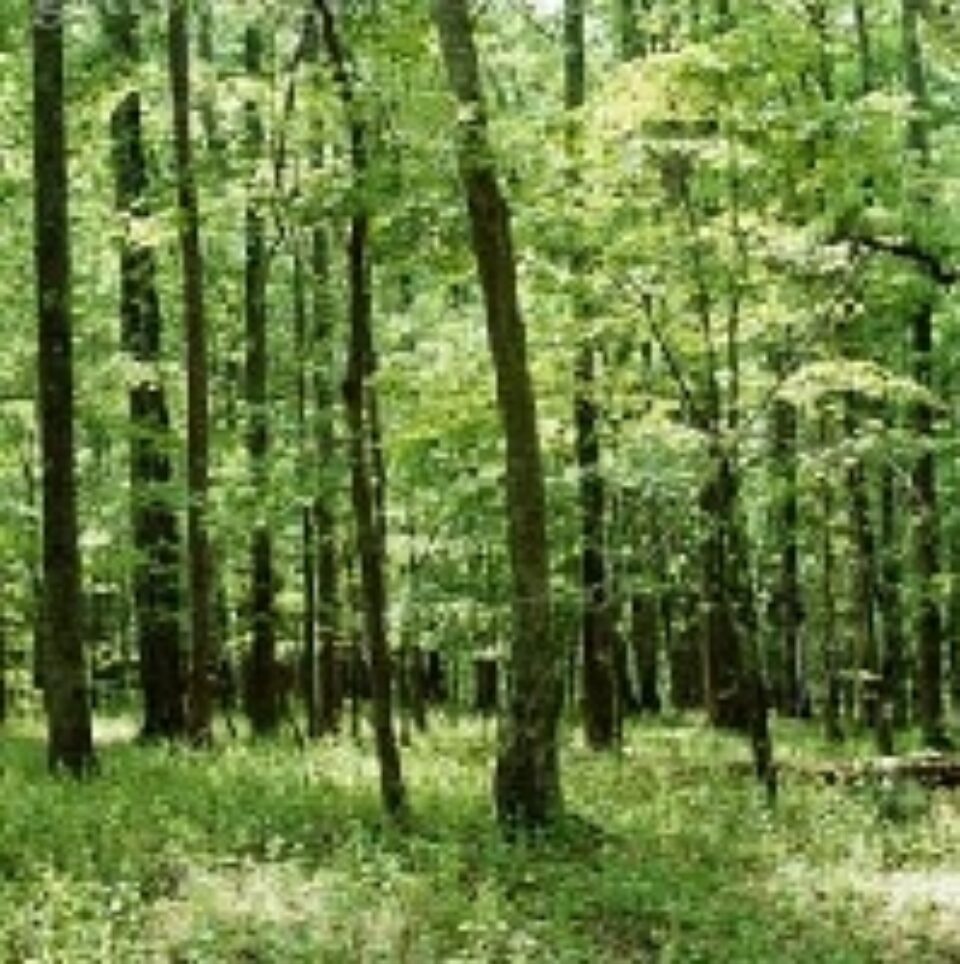 Peste 6,5 milioane de puieți de arbori, pentru regenerarea pădurilor Sucevei